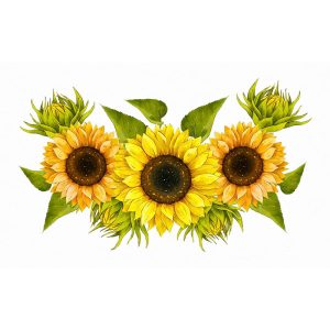 طرح کلیپ آرت گل آفتابگردان